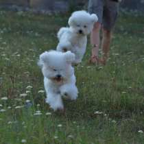 Bichon frise puppies, в г.Майами-Бич