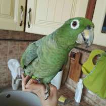 Амазон мюллера (птенец 4 мес), в Москве