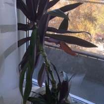 Пальма Рео, в Челябинске