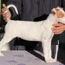 Поденко ибиценко щенки, Питомник FCI De'entresaltos, в г.Аликанте