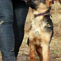 Продаются щенки немецкой овчарки, в Москве