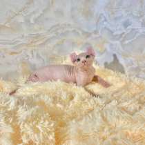 Sphinx Kittens, в г.Ampezzo