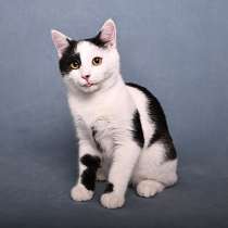 Красивый и элегантный котенок-подросток Симба в добрые руки, в Москве