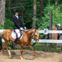 Мерин под ребенка, в Москве