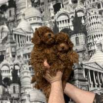 Щенки той-пуделя, в г.Варшава