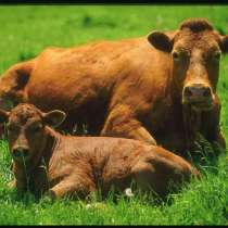 Необходимы инвестиции в сельское хозяйство, в Москве