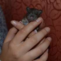 Крысята разного окраса, мальчики и девочки, в Москве