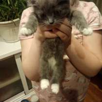 Отдам в хорошие руки, в Чите