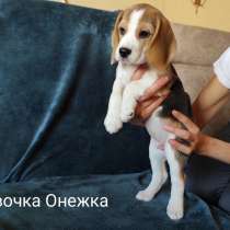 Продажа щенков - бигль, в Йошкар-Оле