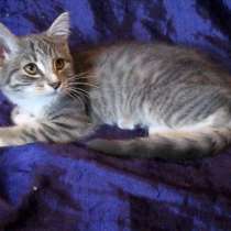 Милый домашний котенок (замурчательная девочка), в г.Усть-Каменогорск