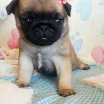 Мопс щенки, в г.Гомель