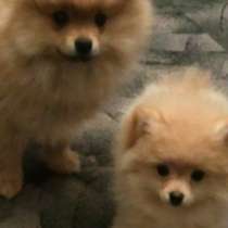 Чистокровные померанцы, КСУ и чип, в г.Балаклея