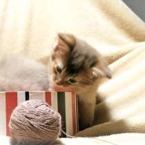 Somali cats, в Геленджике