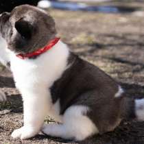 Щенки американской акиты, в г.Кременчуг