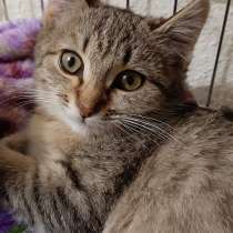 Котёнок ищет дом, в Томске