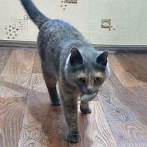 Серо-голубая красавица Анфиса ищет новый дом, в Москве