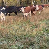 Продам скот 100 голов, в Томске