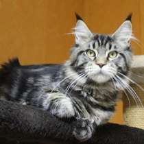 Продам котенка Мейн кун, в Томилино