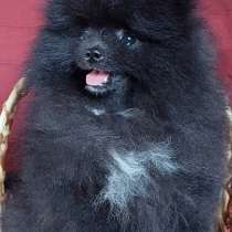 Померанский шпиц. Black, в г.Грюнберг