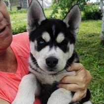 Голубоглазые малыши сибирской хаски, в г.Рига