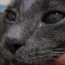 Кличка кота Нешик порода Русская голубая, в г.Усть-Каменогорск