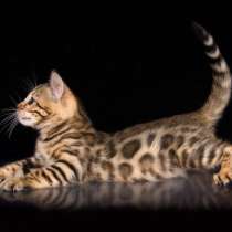 Бенгальские малыши от тестированных родителей, в г.Emmenbrucke