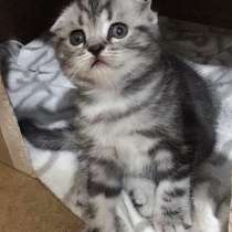 Котик серебристый мраморный, в Казани