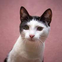 Обаятельный веселый антистресс, молодой котик Рокс в дар, в Москве