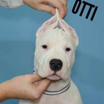 Щегк Аргентинского Дога, в Ростове-на-Дону