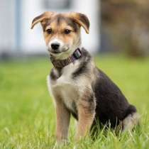 Маленькая и компактная Люси 4 месяца, в Москве