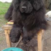 Продам вычес (шерсть, пух) собак породы ньюфаундленд, в г.Запорожье