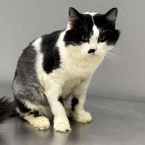 Кот Лютик ищет дом!, в Москве