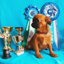 Отличный парень малого брабансона, в Москве