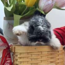 Декоративный кролик, в Воскресенске