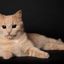 Рыжая кошка Фанта в дар! Нужна передержка или дом! Срочно!, в г.Минск