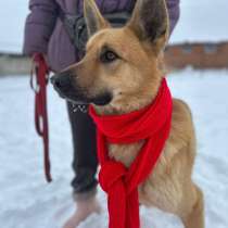 Шикарный парень Майор в добрые руки!, в Москве