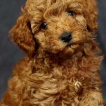 Той пудель, в г.Берлин