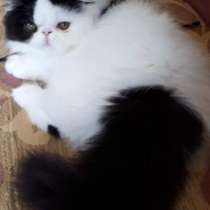 Персидский мальчик, в г.Киев