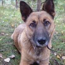 Ищу новый дом Руне собачке-солнышку, в Ижевске