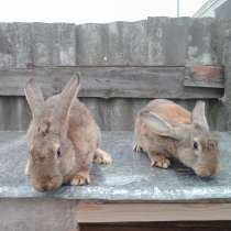 Продам мясо кролика, в Елеце