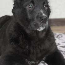 Щенки среднеазиатской овчарки, в г.Полтава