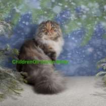 Шотландская девочка в любящие руки, в Вологде