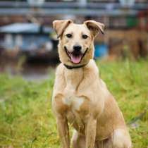 Послушная собака с высоким интеллектом ищет дом, в Санкт-Петербурге