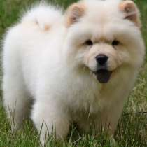 Чау - чау, в г.Берлин