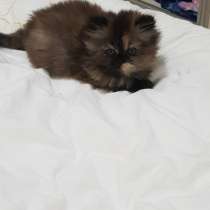 Продам персидских котят, в г.Ашкелон