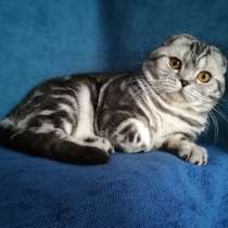 Кот на вязку серебристый мраморный, в Казани