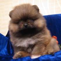 Прекрасные щенки шпица, в Череповце