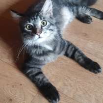 Котёнок Фунтик ищет родителей!, в Москве