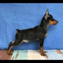 Puppy in Dubai, в г.Дубай