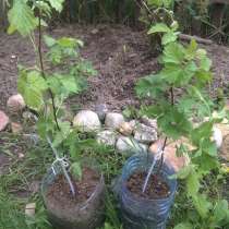 Саженцы ежевики, в Сафоново